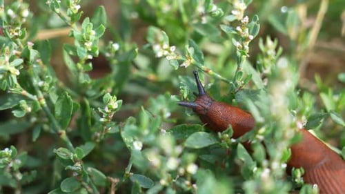 Arion Rufus entre la hierba verde
