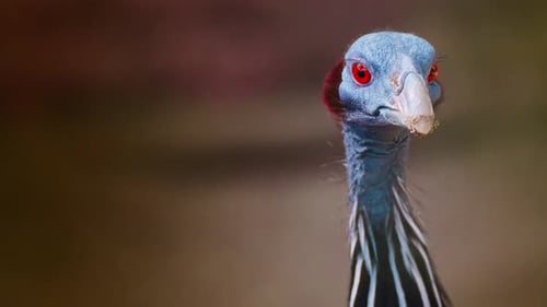 Geier-Perlhuhn 4k
