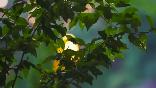 Entspannender Sonnenuntergang durch Baumblätter