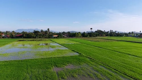 Aerial Nature Paddy Field Rice Fields Over Rural Landscape