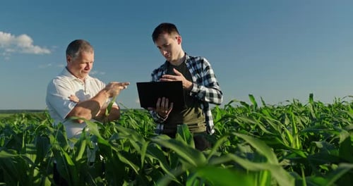 Men Inspecting Crops in Cornfield with Laptop