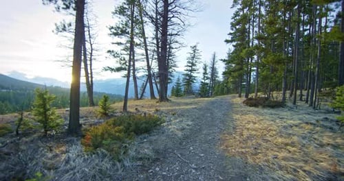 Luz do sol fluindo através de árvores altas da floresta em uma trilha de caminhada na montanha