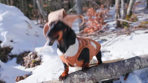 Dachshund Wearing Winter Clothes in Snowy Forest