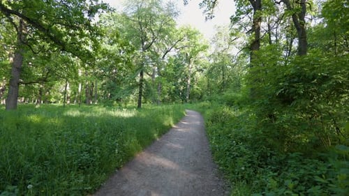Walk in the summer forest. The rays of the sun break through the branches of trees. Green grass