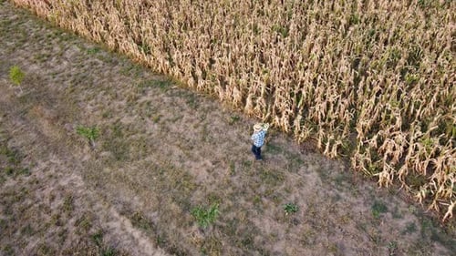 Drone Footage of the Farmer with the Corn Crate Next to the Corn Field