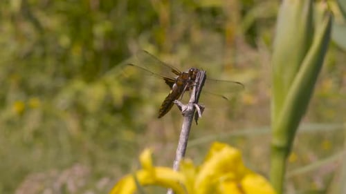 Libelle landet in Zeitlupe auf einer Pflanze