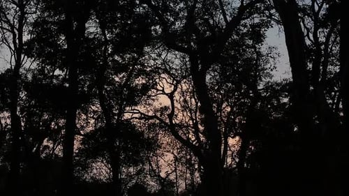 Dunkler Wald mit Baumsilhouetten und Nachthimmelhintergrund