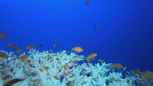 Tropical Fish Coral Reef