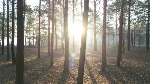 Early Morning In The Pine Forest