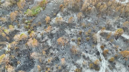 Black Dead Vegetation Burnt Down After Forest Fire Destroyed Florida Jungle Woods Ground Covered