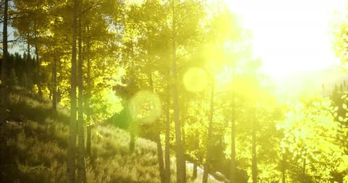 La lumière du soleil à travers les feuilles d'automne dorées dans un cadre forestier serein