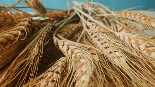 A Closeup View of Dried Wheat Stalks Beautifully Contrasted Against a Vibrant Blue Background