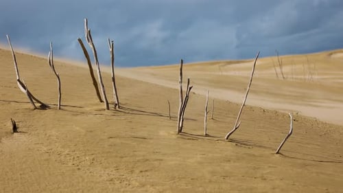 A shot of skeleton like broken trees poking out of the sand in vast dunes.