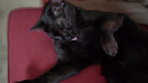 Black Cat Grooming Itself Indoors