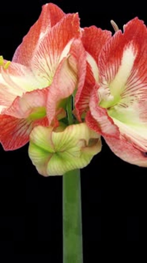 Lapso de tiempo de apertura de Minerva amaryllis con canal ALPHA, orientación vertical