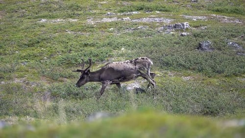 Male Reindeer eating grass at northern tundra