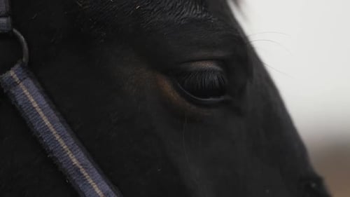 Close-up of a Black Horse's Eye
