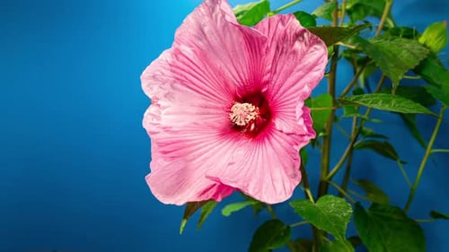 Pink Hibiscus Flower Blooming Time Lapse on Blue