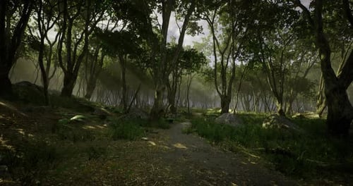Lush Forest Path Illuminated By Soft Sunlight in Tranquil Woodland Setting