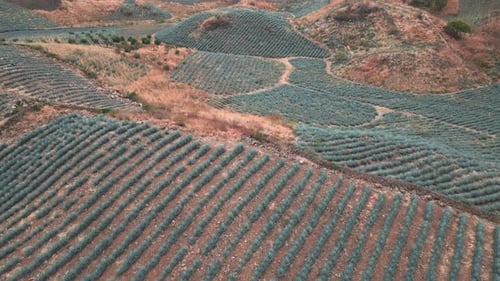 Aerial image of an agave field in Tequila, Jalisco 22