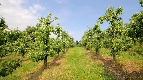 A Large Apple Orchard Apple Trees are Planted in a Row Panorama of an Apple Orchard