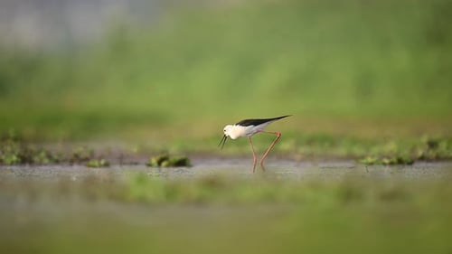Black Winged Stilt Bird in wetland Area