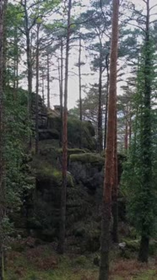 Vertical Video of Forest Trees