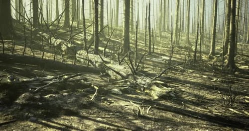 Forest Recovery After Fire Showing Charred Trees and New Growth