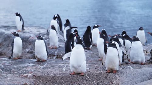 Antarctic Gentoo Penguins Gathering on a Cold Rocky Coastal Shore