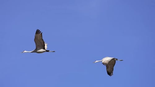 Sandhill cranes flying through the blue sky in slow motion