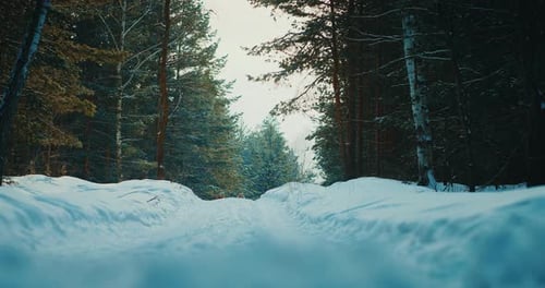 Glückliches Liebespaar spaziert auf einer verschneiten Straße im Pinienwald im Winter Schöne Landschaft Prores