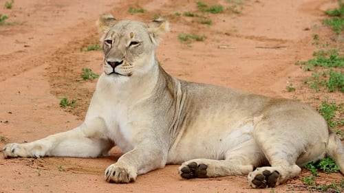 African lioness lies down on sandy dirt road in South African nature reserve