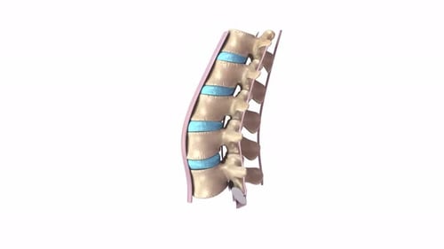 Lumbar Spine Anatomy with Ligaments 3D Rotation Animation