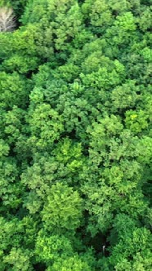 Beautiful drone video over a tropical rainforest. Green natural landscape of the woodland outdoors.