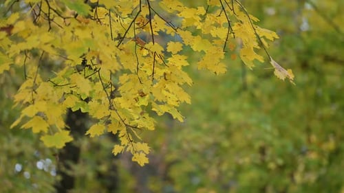 Bright Yellow Autumn Leaves Gently Swaying in the Breeze