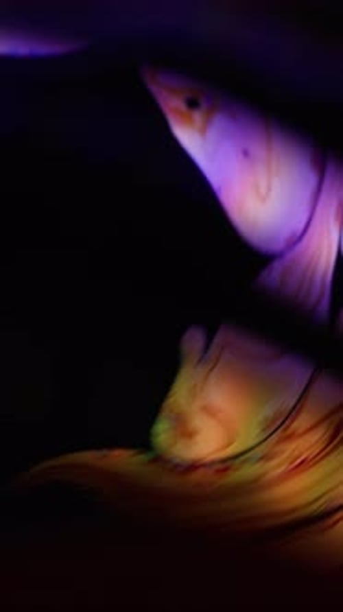 Colorful Liquid Art Abstract Light Show