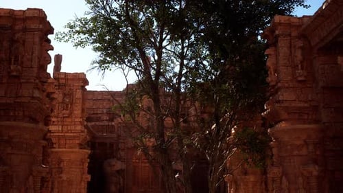 Tree Growing on Side of Building
