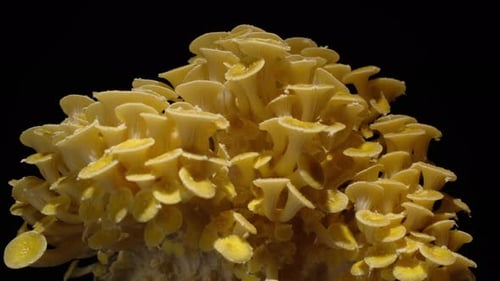 Close-up time-lapse of fungi growth in natural environment with detailed texture and motion.