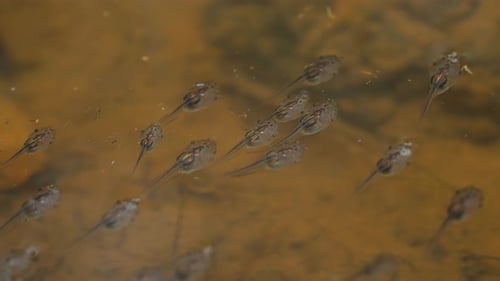 Eine Gruppe von Kaulquappen des reich verzierten Schmalmaulfrosches schwimmt im klaren Wasser eines kleinen Beckens, das von