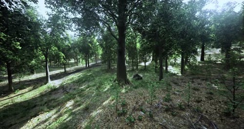 Forest Landscape Under Sunlight in a Tranquil Natural Setting