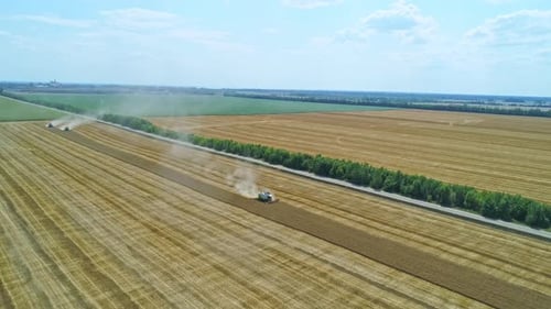 Aerial of Combine Working in the Field Harvesting Crops Gathering Season