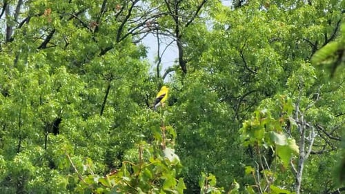 A striking image of a vibrant yellow bird perched amidst lush green foliage. This photograph is perf