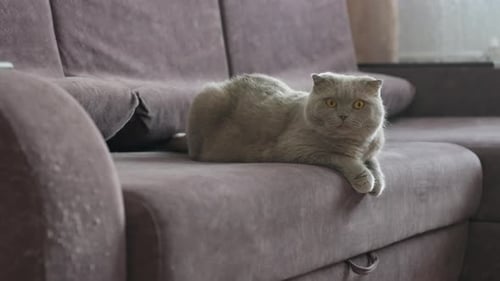Cute Grey Cat Lounging on a Soft Sofa