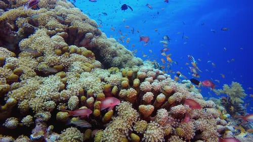 Underwater Sea Coral Tropical Reef