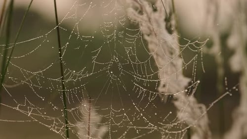 Spiders Web at Sunset in Reeds by a River, Spooky Mysterious Backlit Spider Web Halloween Background
