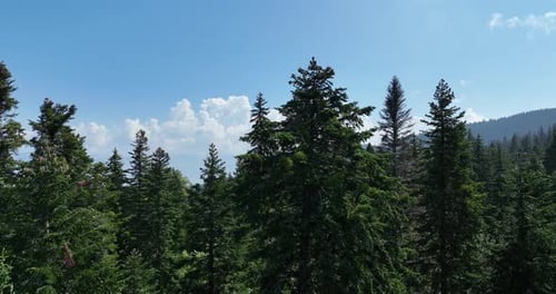 Aerial View of Dense Forest Under Blue Sky