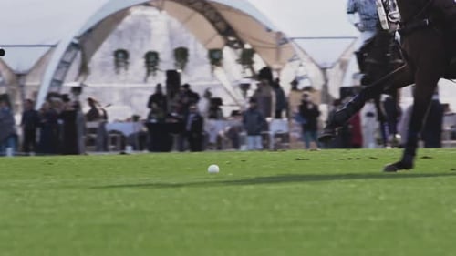 Polo Horses Gallop After Ball on Green Field