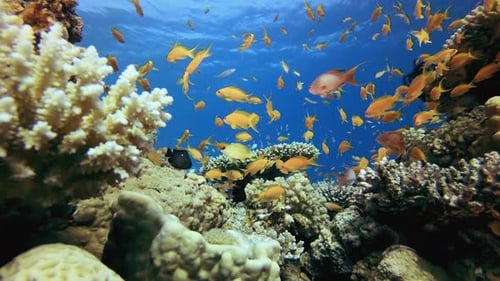 Blue Water background Orange Fish