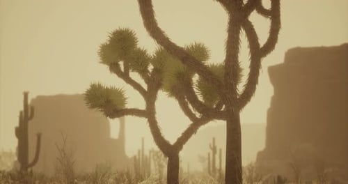 Desert Landscape with Distinct Joshua Trees During Golden Hour Light