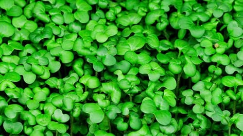 Fresh Green Microgreens Growing in a Garden